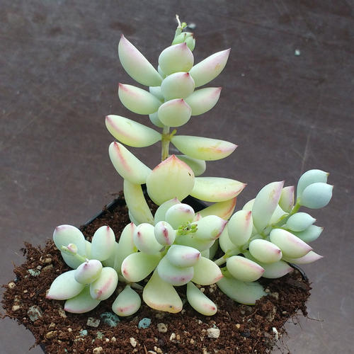 Cotyledon Pendens Succulent Live Plants Rare Trailing Succulents， 3 Fresh Succulent Cuttings