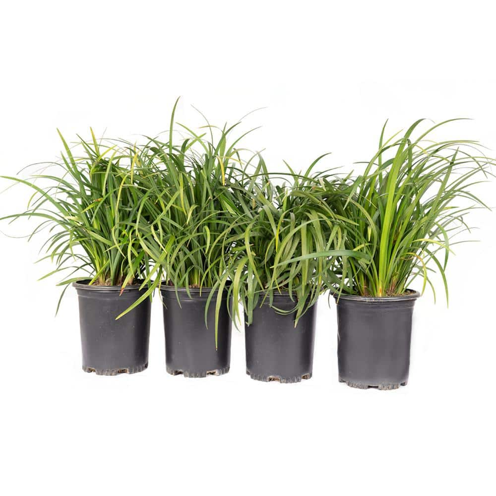 Alder  Oak #1 container Lily Turf Grass perennial Plant (4-pack) LIMU01