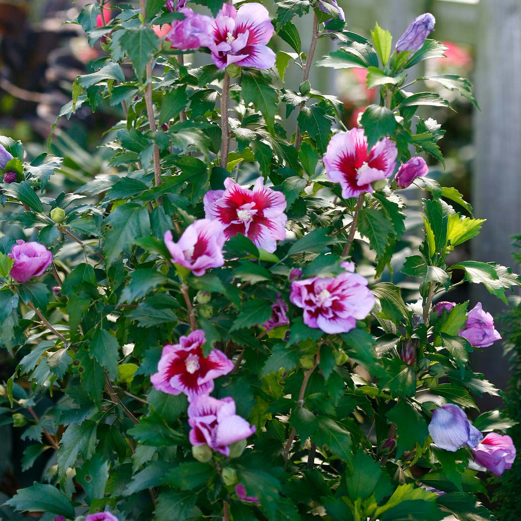 Purple Pillar® Rose of Sharon Althea