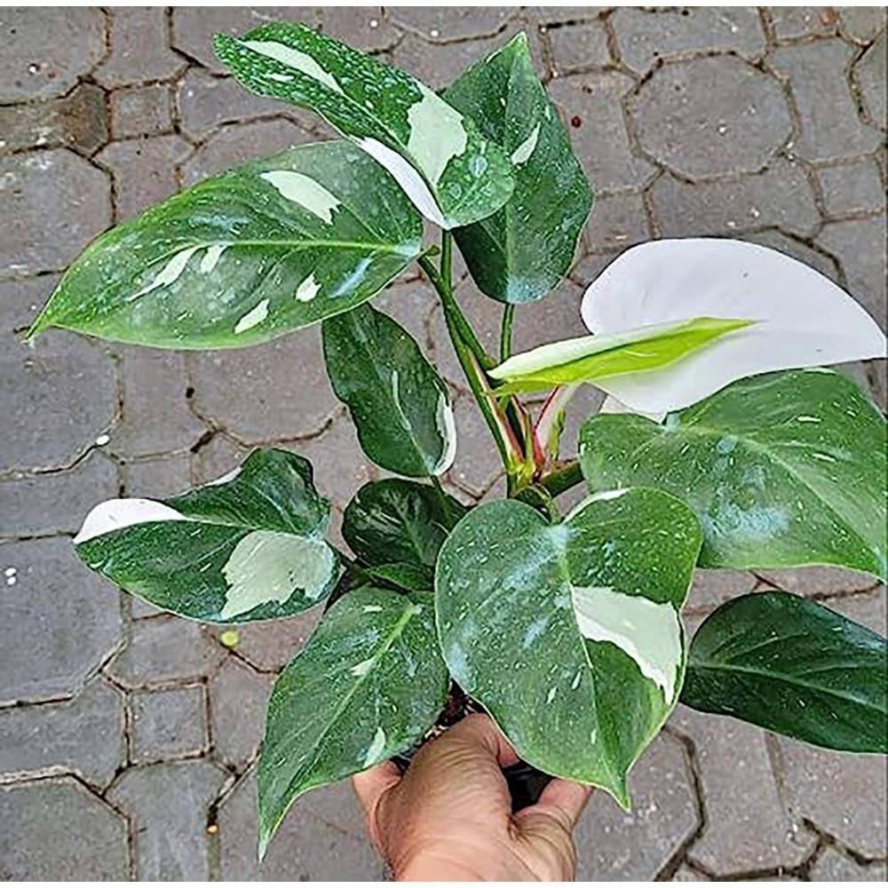 Wekiva Foliage White Knight Philodendron - Live Plant in a 4 Inch Pot - Philodendron Erubescens - Extremely Rare Indoor Houseplant WhiteKnightPhilodendron4