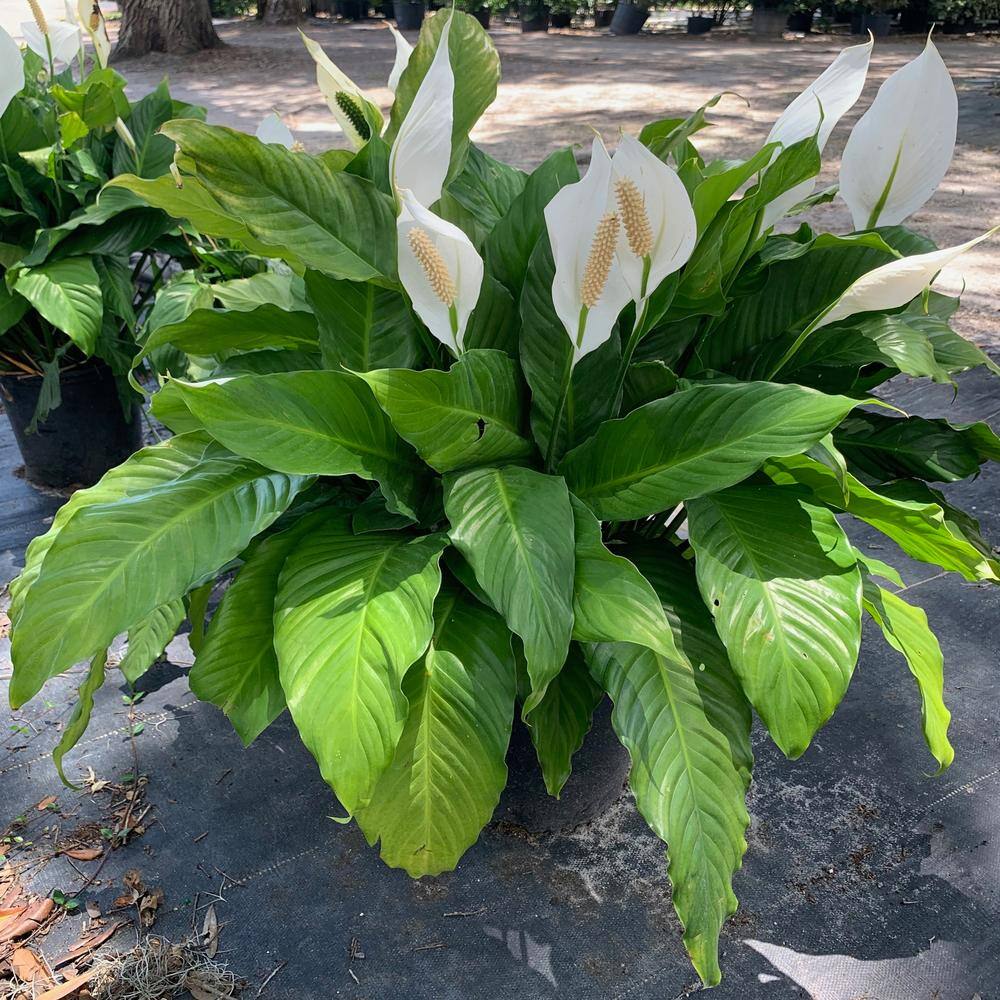 OnlinePlantCenter 3 Gal. Peace Lily (Spathiphyllum) Plant with White Flowers S5507G3