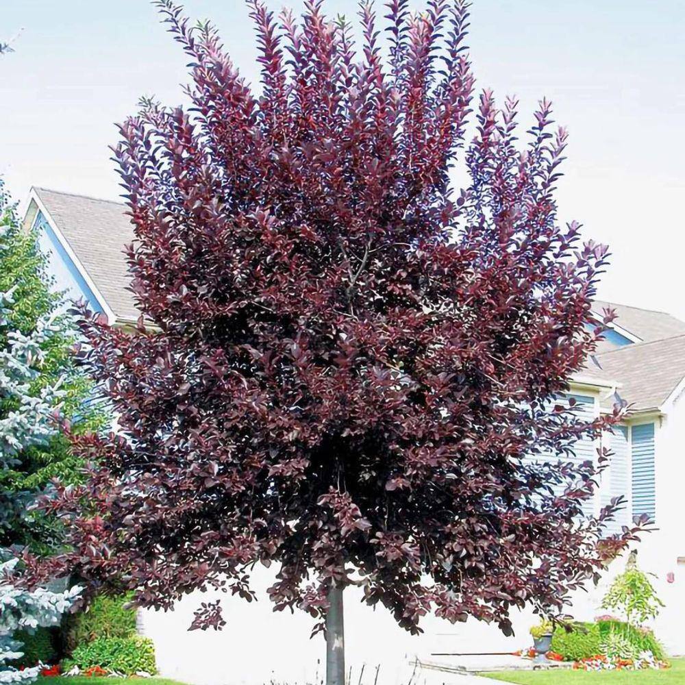SOUTHERN LIVING 7 Gal. Canada Red Chokecherry Tree CHCCAN07G