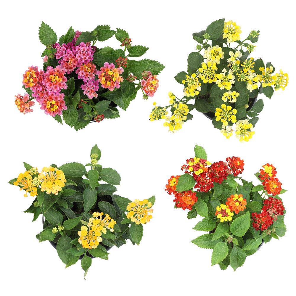 ALTMAN PLANTS 1.7 Pint LANTANA Assorted Colors 4-Pack 0881420