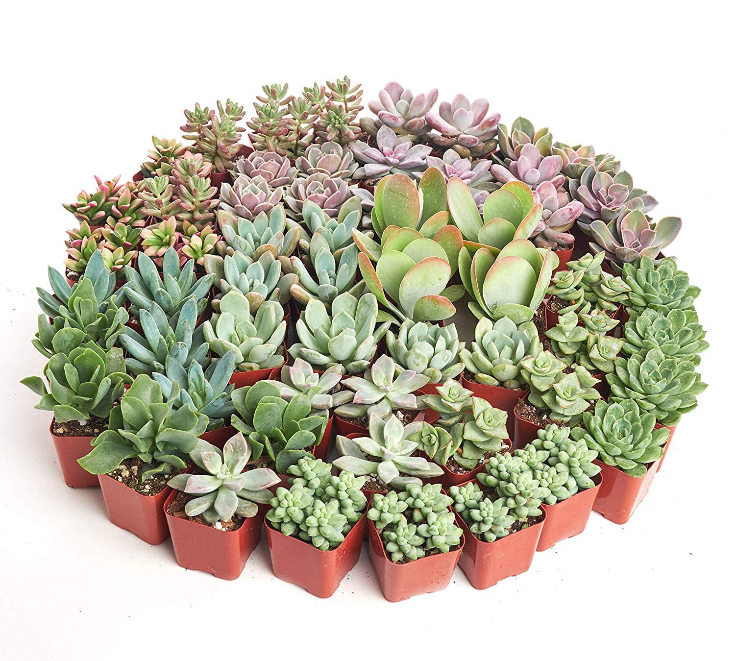 Home Botanicals Premium Pastel Succulent (Collection of 32)