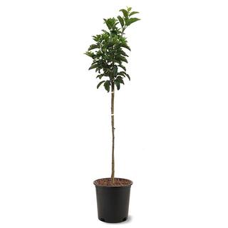 5 Gal. McIntosh Apple Tree APPMCI05G
