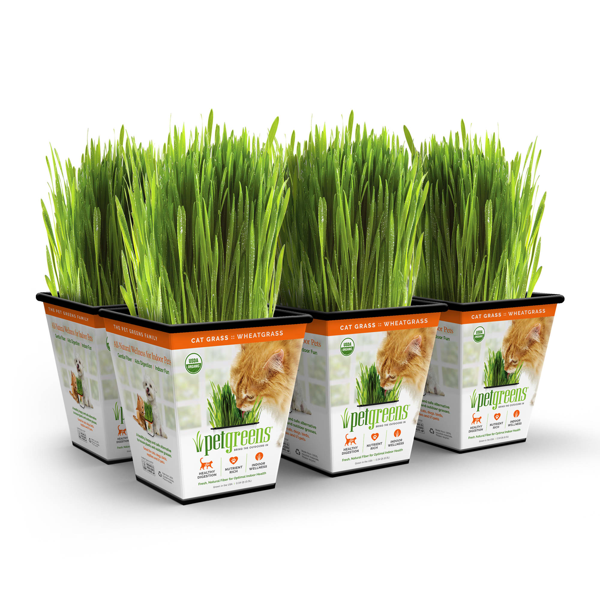 Pet Greens Cat Grass Original Wheatgrass， Pack of 6