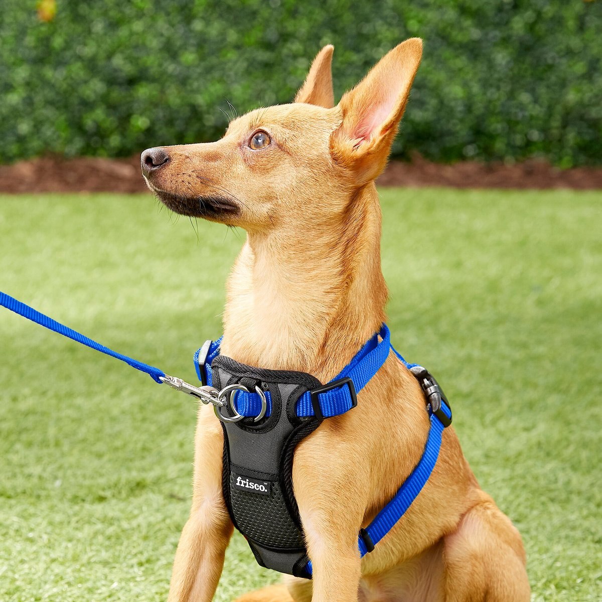 Frisco Padded Nylon No Pull Dog Harness