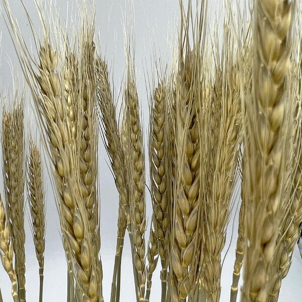 Bundle of 4 Dried wheat，50 pcs，24 long