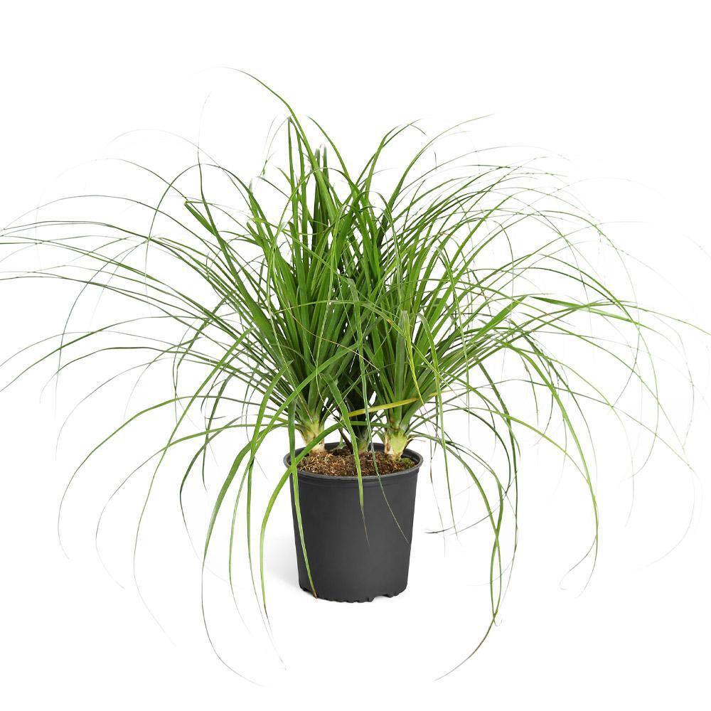 Brighter Blooms 3 Gal. Ponytail Palm in Pot PAL-PON3