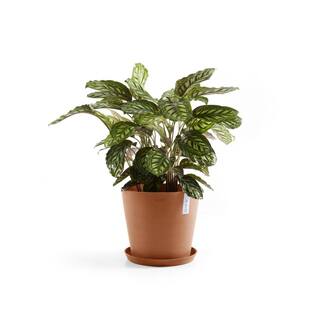 O ECOPOTS BY TPC Amsterdam 10 in. Terracota Premium Sustainable Planter ( with Saucer) AMS.25.TR