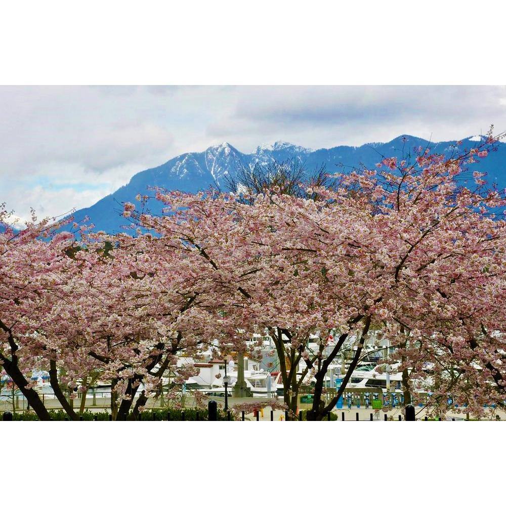 Online Orchards Akebono Cherry Blossom Tree (Bare Root 3 ft. to 4 ft. Tall) FLCH008