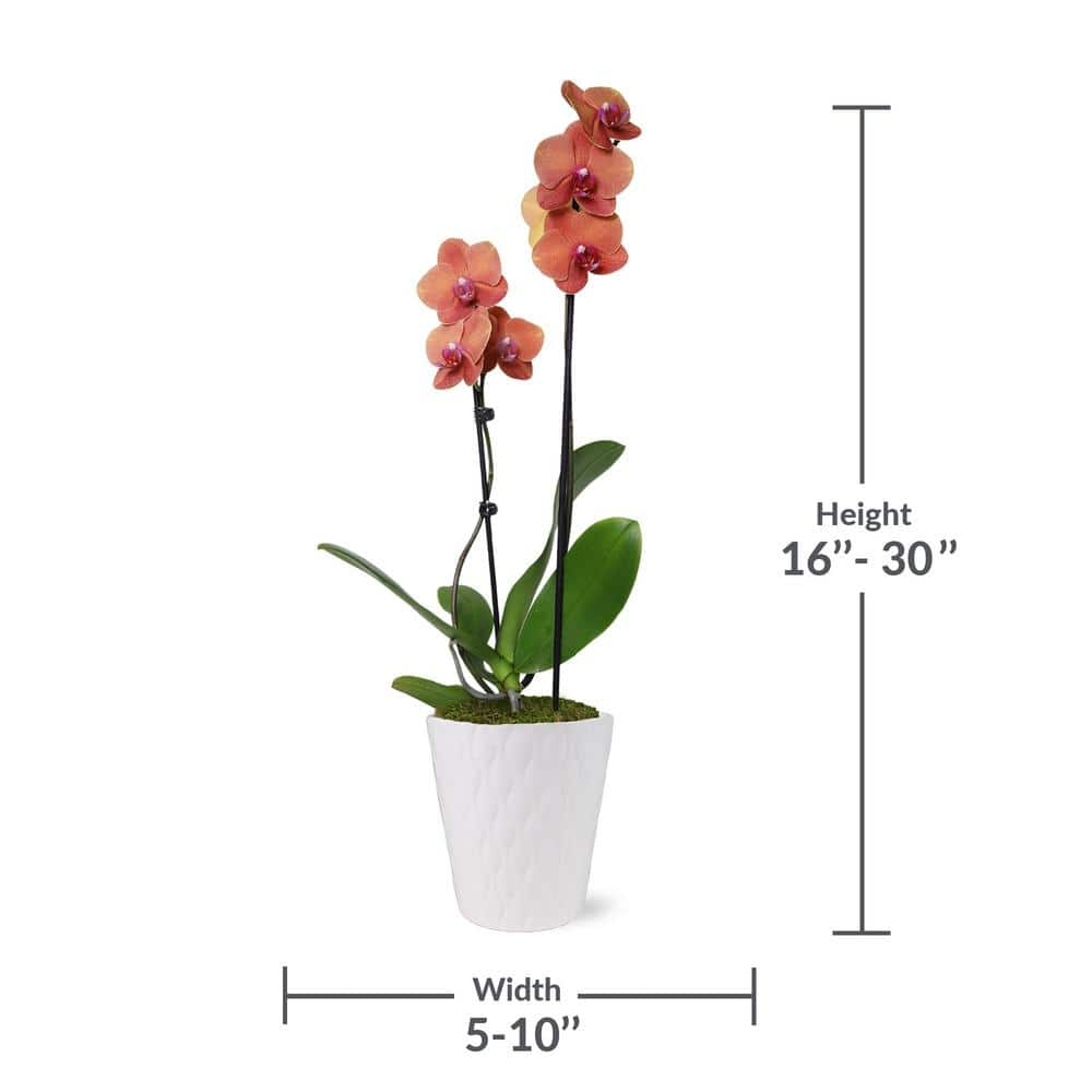 Just Add Ice Premium Orchid (Phalaenopsis) Salmon Plant in 5 in. White Ceramic Pottery J5017