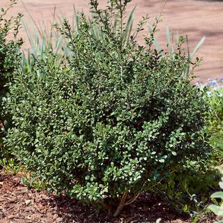FLOWERWOOD 2.5 Qt. Compacta Japanese Holly(Ilex) Live Evergreen Shrub 3100Q