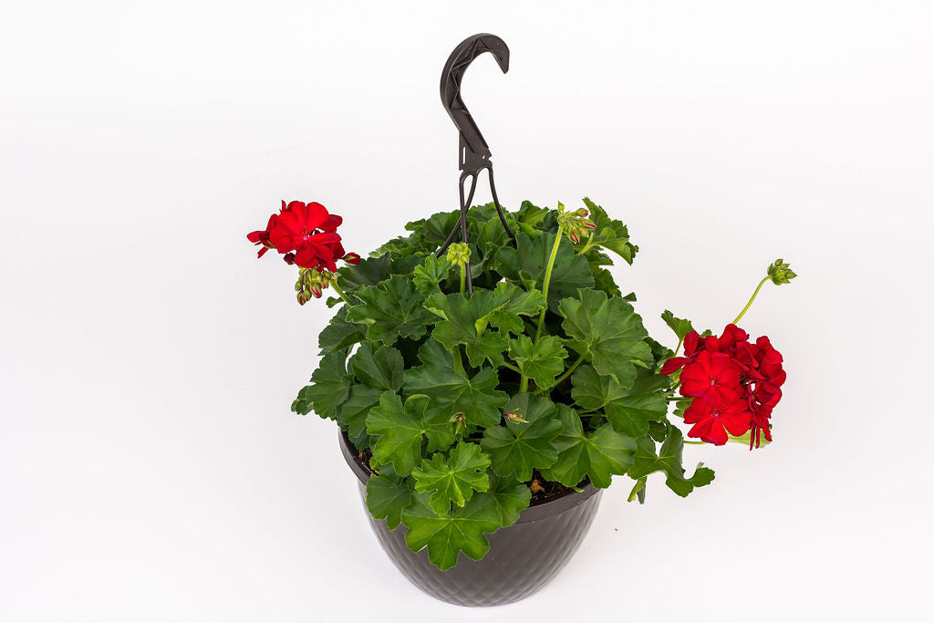 Expert Gardener 1.5 Gallon Geranium Hanging Basket Red Annual Live Plant (1 Count Pack)