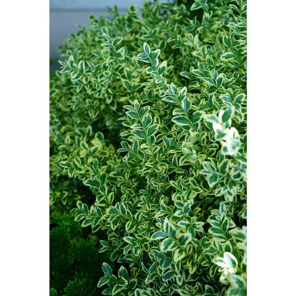 BELL NURSERY 2 Gal. Variegated Boxwood (Buxus Variegata) Live Evergreen Shrub BUXUS2VAR1PK