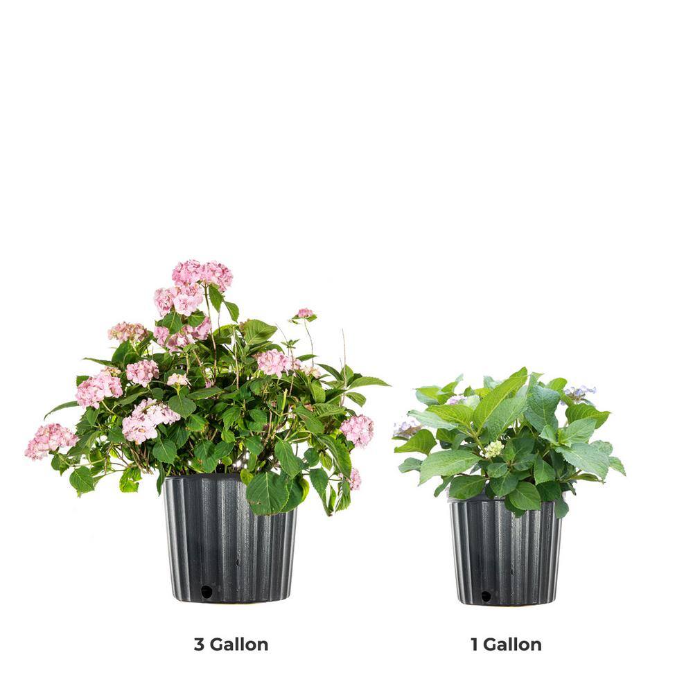 Penny Mac Hydrangea Bush in 3 Gal. Grower's Pot Color Changing Reblooming Flower Clusters THD00033