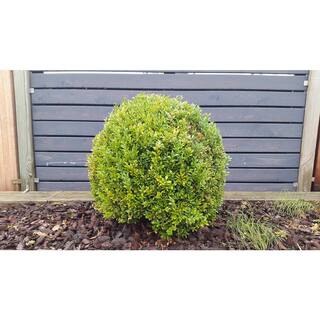 Online Orchards 1 Gal. Goldentip Boxwood Shrub Goldensplashed Foliage Further Brightens a Colorful Evergreen Classic EGBX002