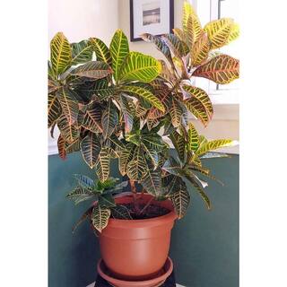 BELL NURSERY 2 Gal. Croton Live Indoor House Plant in 10 in. Nursery Pot CROTN10AST1PK