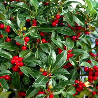 national PLANT NETWORK 2.25 Gal. Holly Needlepoint Shrub HD7148
