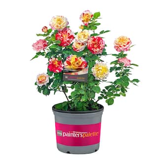 PAINTERS COLLECTION 2 Gal. Camille Pissarro Rose Plant with Yellow and Pink Blooms 17533