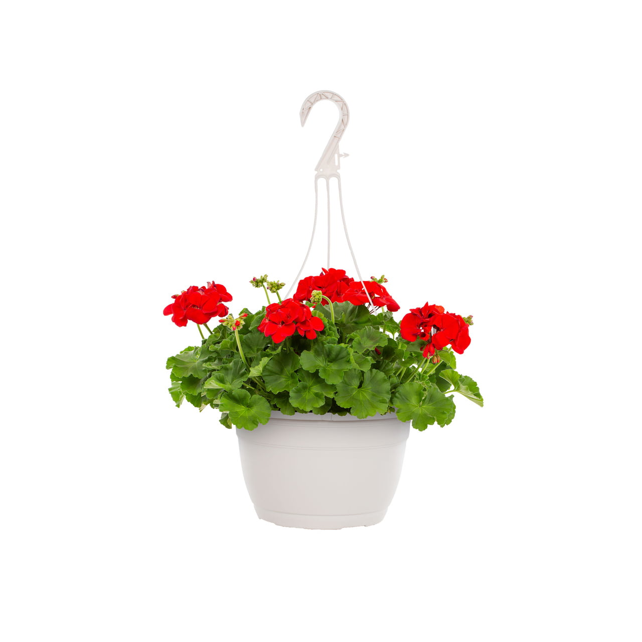 Expert Gardener 1.5 Gallon Red Geranium Annual Live Plant (1 Count) with Decorative Hanging Basket