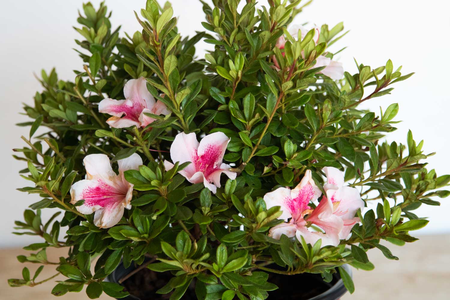 Encore Azalea Autumn Chiffon (2 Gallon) Pink Flowering Shrub - Full Sun Live Outdoor Plant