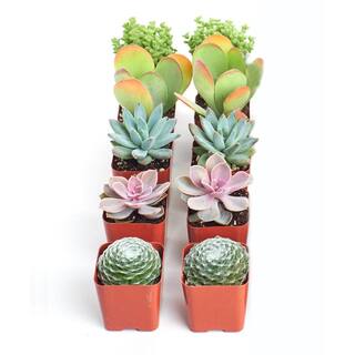 Shop Succulents Assortment of Hand Selected Fully Rooted Live Indoor Pastel Tone Succulent Plants (10-Pack) 10-SUC-PASTEL-2