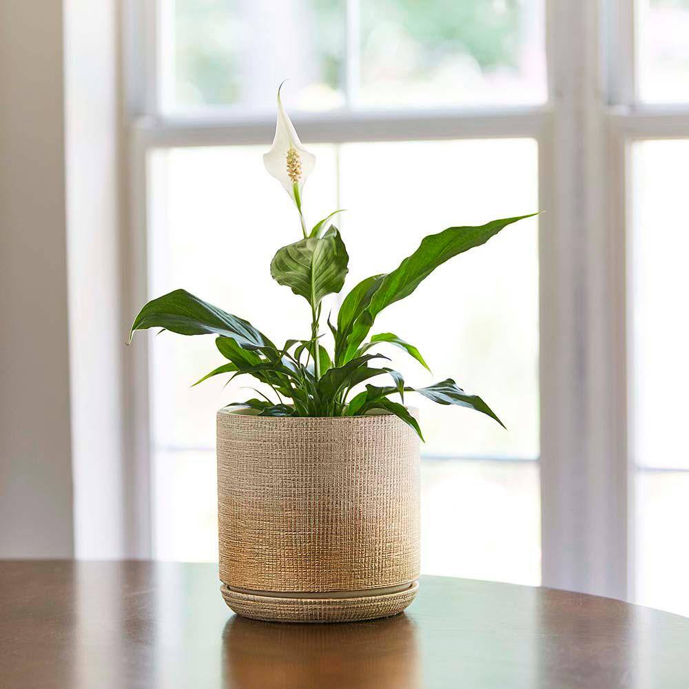 Southern Patio Sherry Small 6 in. x 6 in. 2 qt. Gold Ceramic Indoor Pot CRM-057727