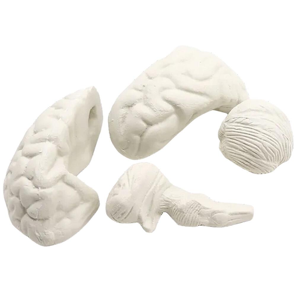 Brain Model Toy Simulation Human Anatomy Model  Trick Prop Kids Brain Shape Learning