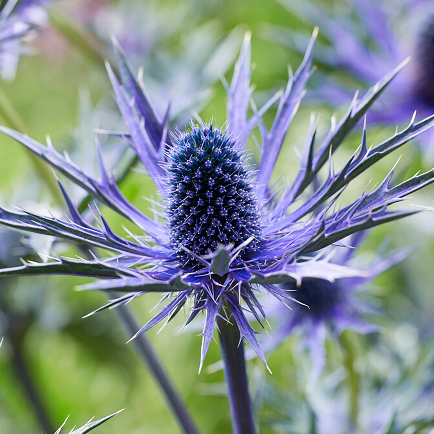 Van Zyverden Sea Holly Jos Eijking Set of 3 Plant Roots Blue Full Sun