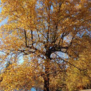 7 Gal. Poplar Tulip Shade Tree POPTUL07G