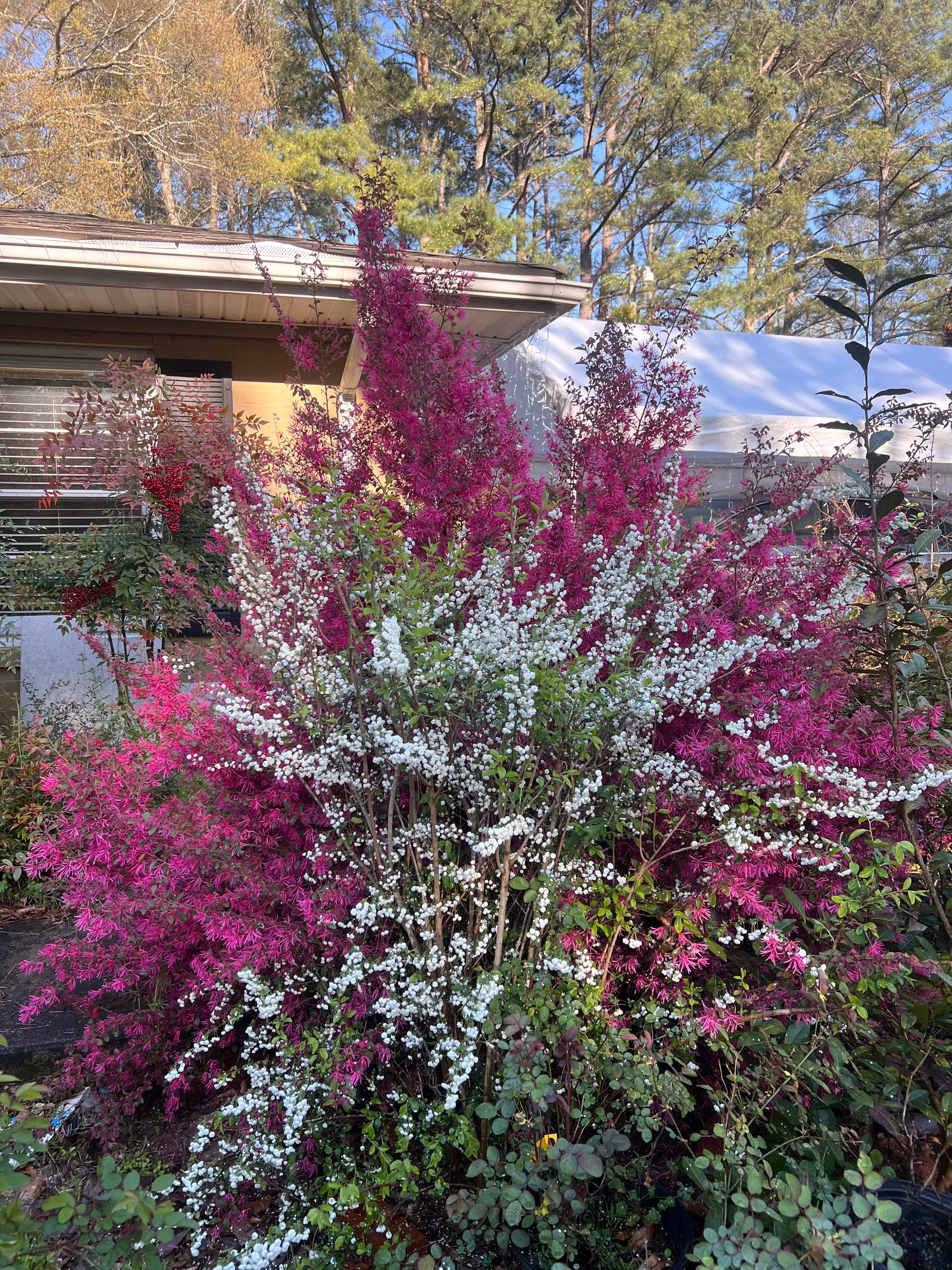 Spirea Prunifolia