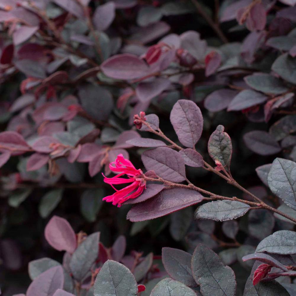 national PLANT NETWORK 3 gal. Loropetalum Cerise Charm Shrub with Red Flowers HD1809