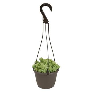 SMART PLANET 6 in. Sedum Burrito Hanging Basket Plant 0880063