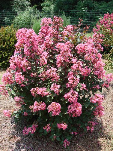 Coral Magic Crape Myrtle,