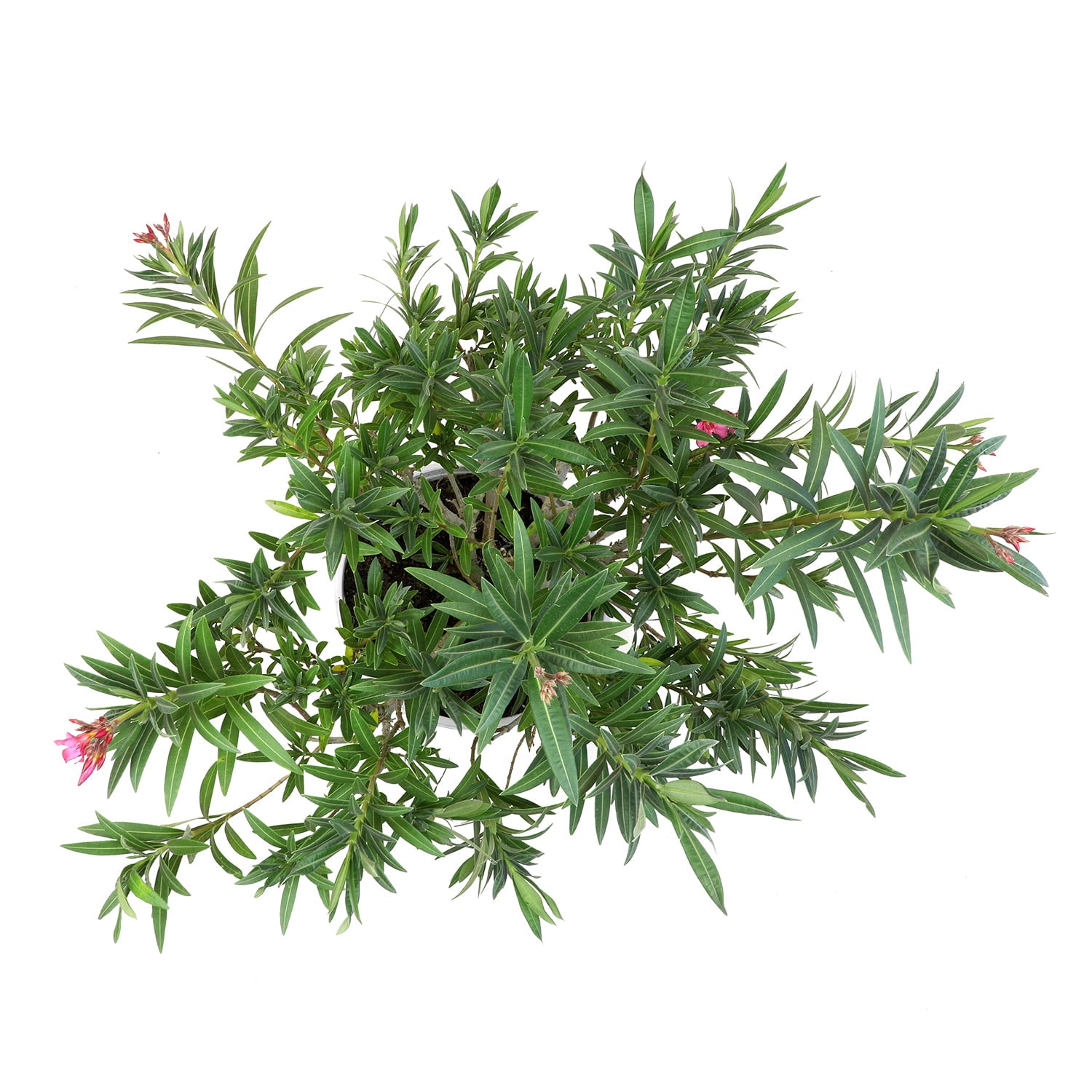 Lone Star Growers by Altman Plants 2 Gal Nerium Flirt Dark Pink Oleander