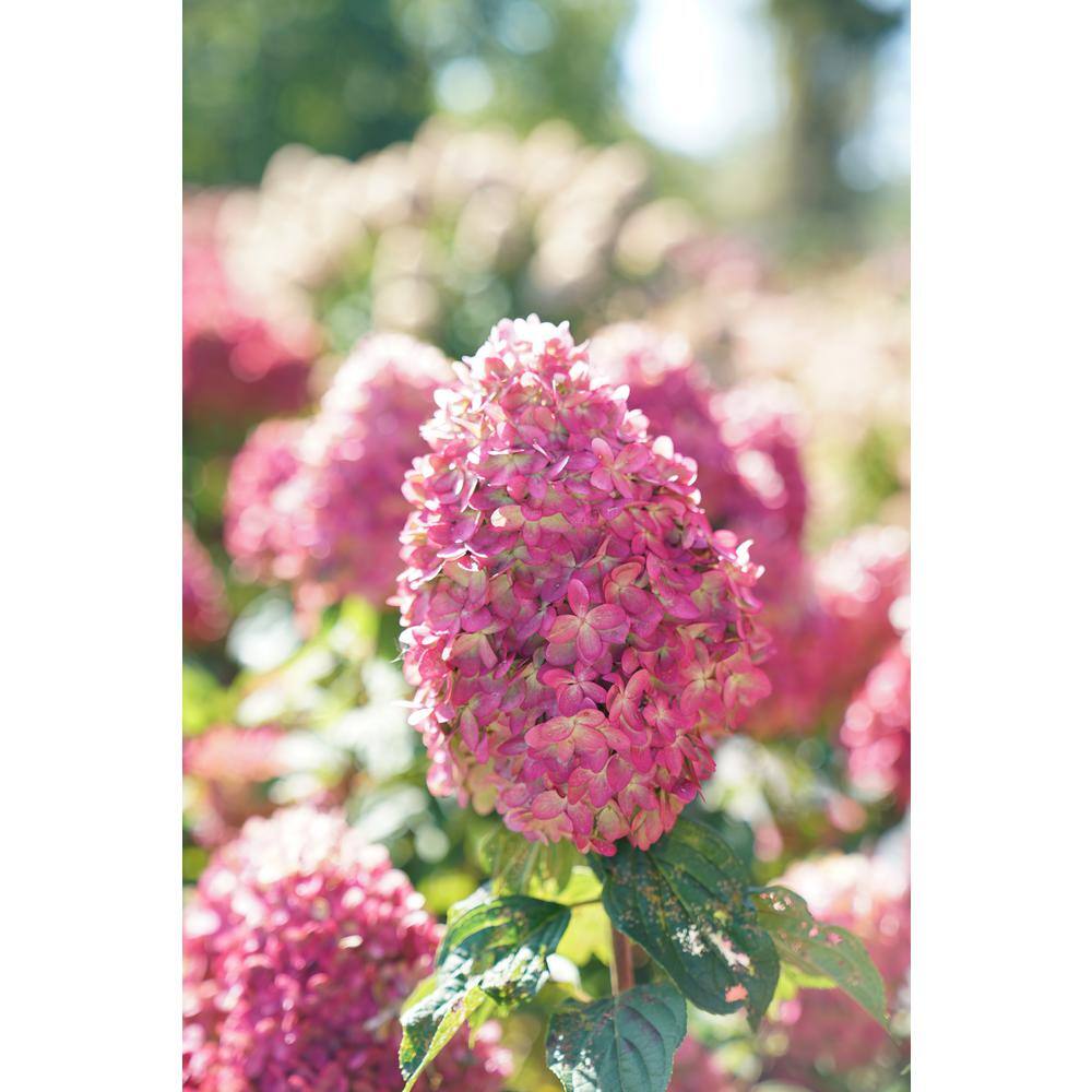 PROVEN WINNERS 3 Gal. Limelight Prime Hydrangea (Arborescens) Live Shrub Green and Pink Flowers 11194