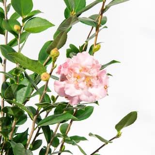 Perfect Plants 3 Gal. High Fragrance Camellia Shrub With Baby Pink Flowers Sweet Scented Blooms THD00516