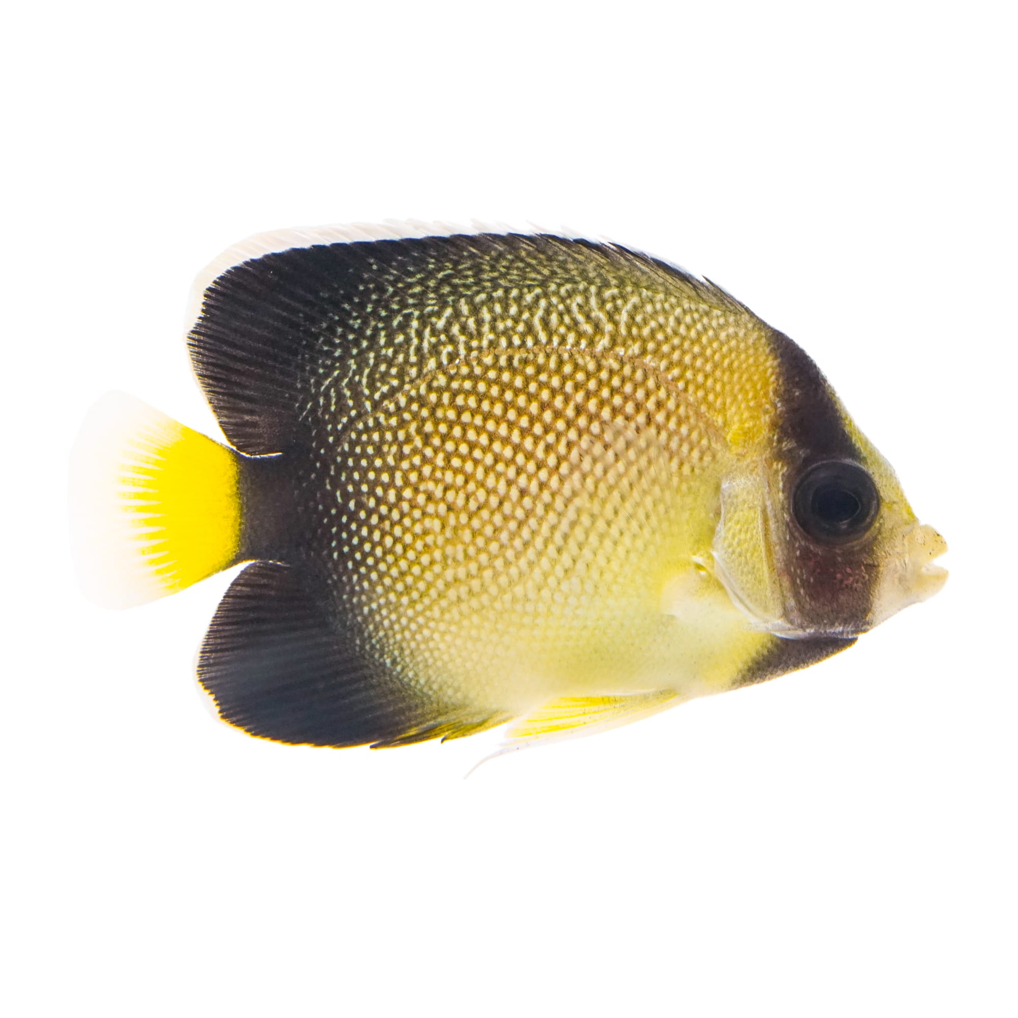 Yellowtail Cream Angelfish (Apolemichthys xanthurus) - Small