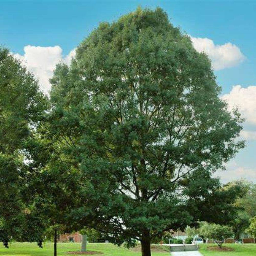 7 Gal. Shumard Oak Shade Tree OAKSHU07G