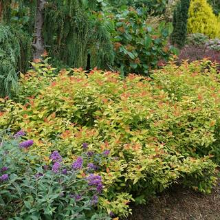 PROVEN WINNERS 2 Gal Double Play Candy Corn Spirea Shrub with Purple Flowers 16870