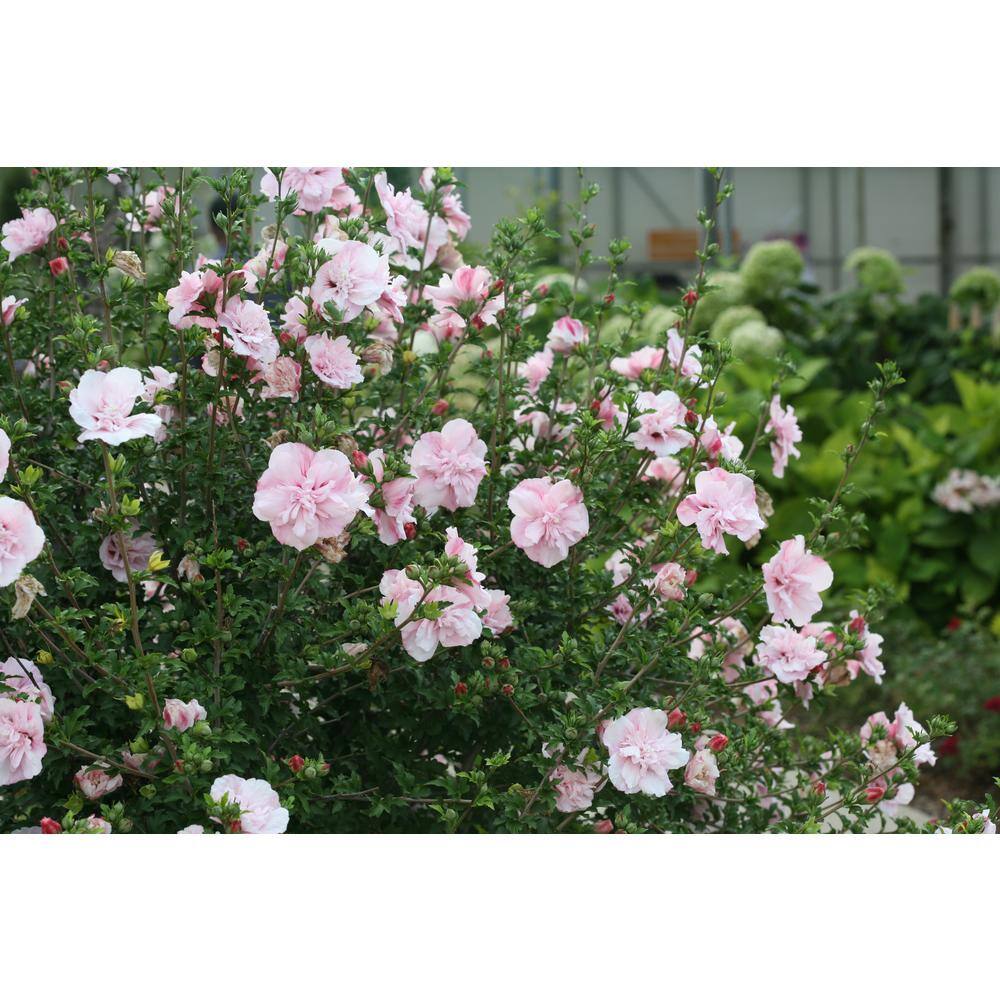 PROVEN WINNERS 4.5 in. Qt. Pink Chiffon Rose of Sharon (Hibiscus) Live Shrub Light Pink Flowers HIBPRC2137800