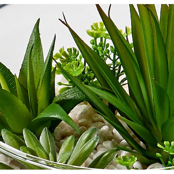 Dish Garden Succulents on White Stones in 6 Glass Container