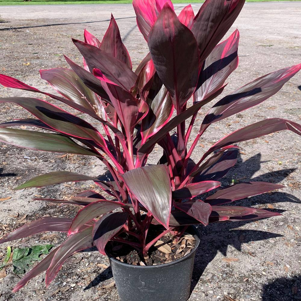 OnlinePlantCenter 3 Gal. Red Sister Hawaiian Ti Cordyline Plant With Red Foliage CORD8211G3