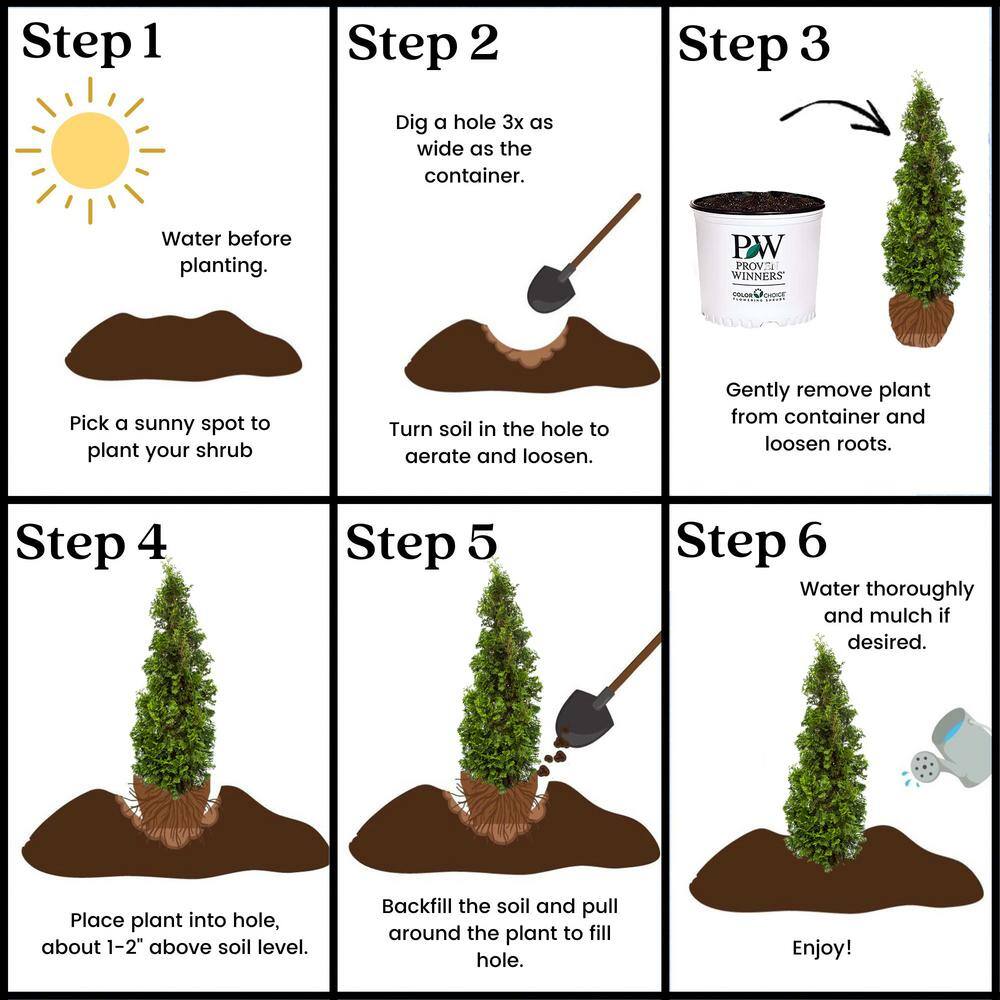 PROVEN WINNERS 2 Gal. Arborvitae Sting Evergreen Shrub 17540