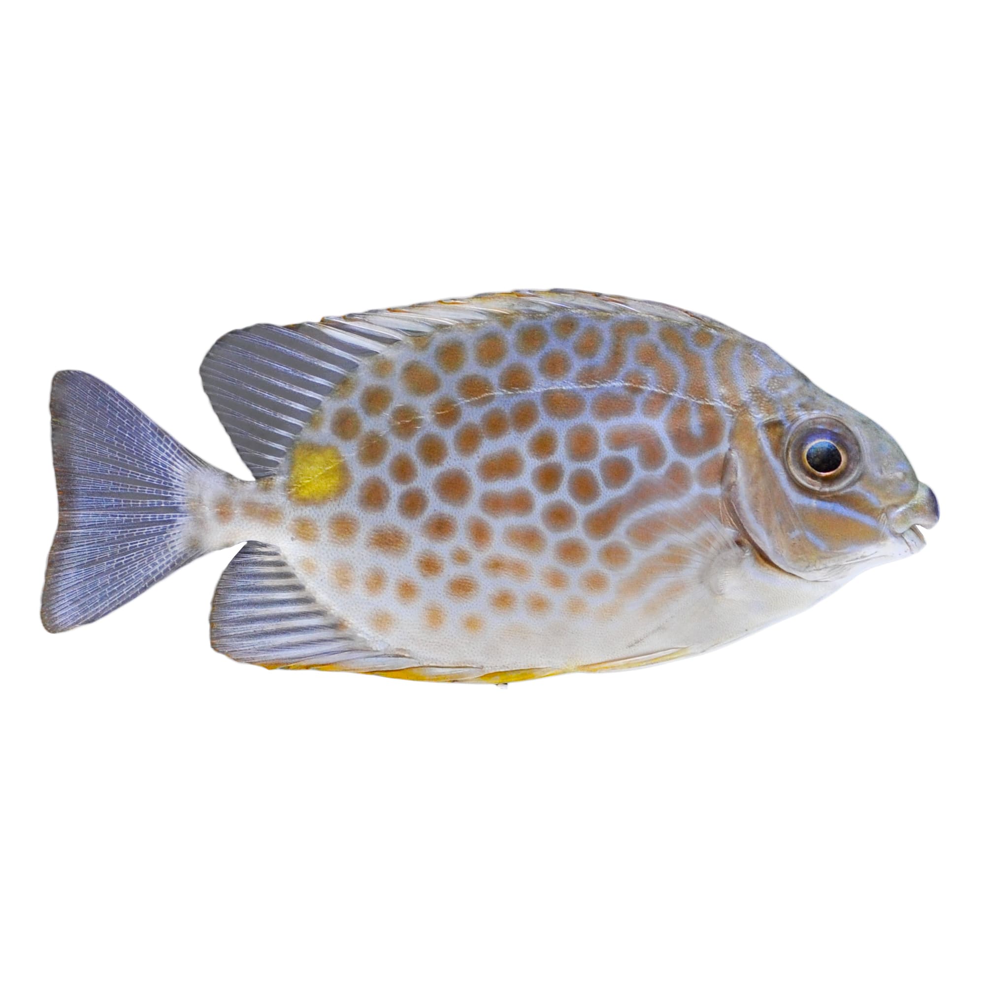 Yellow Blotch Rabbitfish (Siganus guttatus)