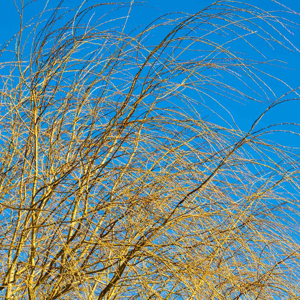 Weeping Willow