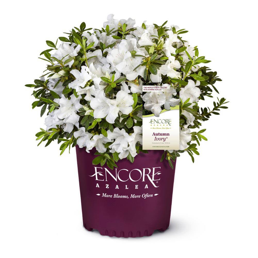 ENCORE AZALEA 3 Gal. Autumn Ivory Reblooming Dwarf Azalea Shrub with White Flowers 80433
