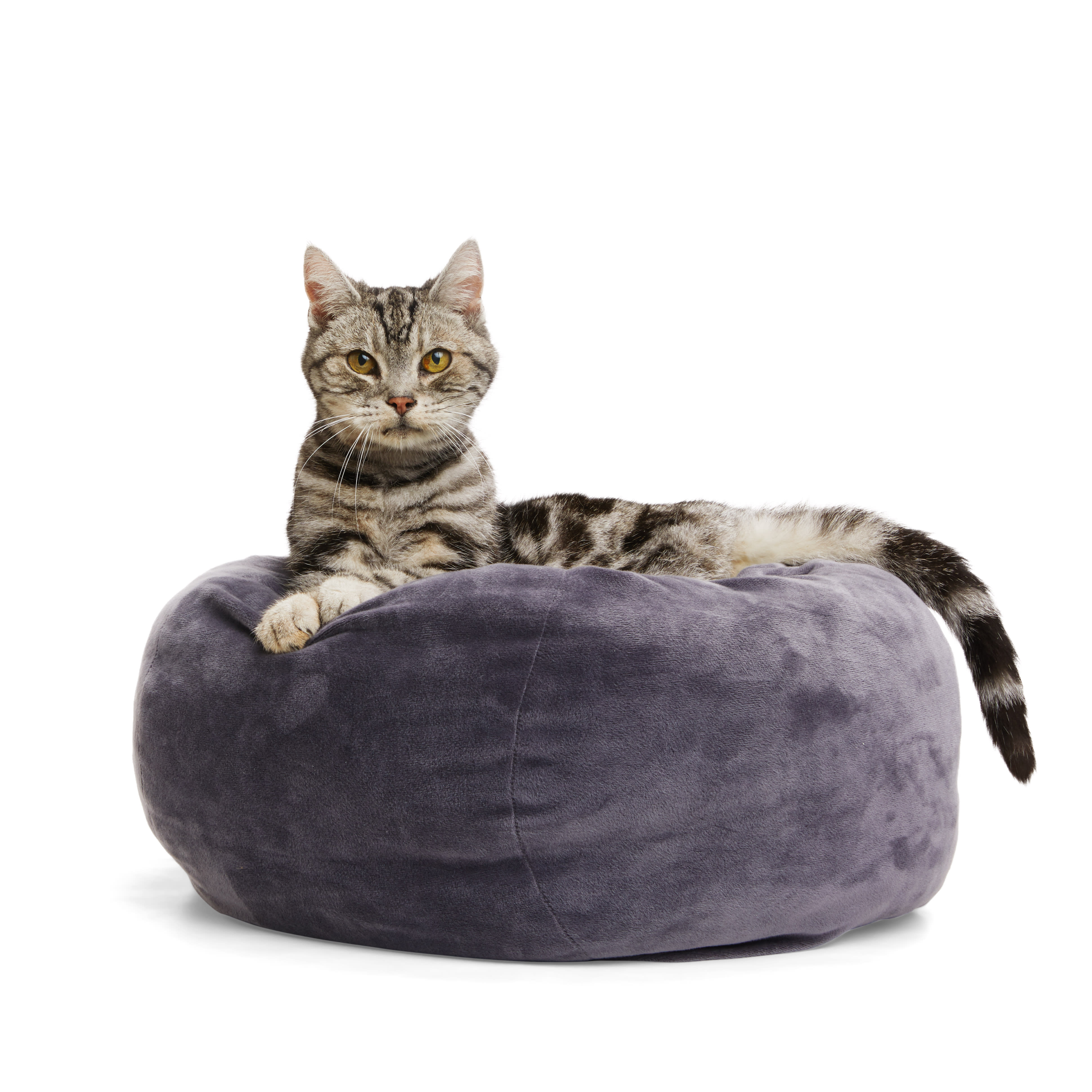 EveryYay Essentials Charcoal Orthopedic Cuddler Cat Bed， 18