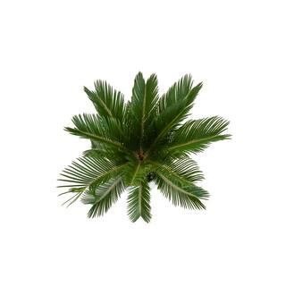 Costa Farms Cycas Revoluta Sago Palm Indoor Plant in 6 in. White Pot Average Shipping Height 1-2 ft. CO.RV06.3.CYL